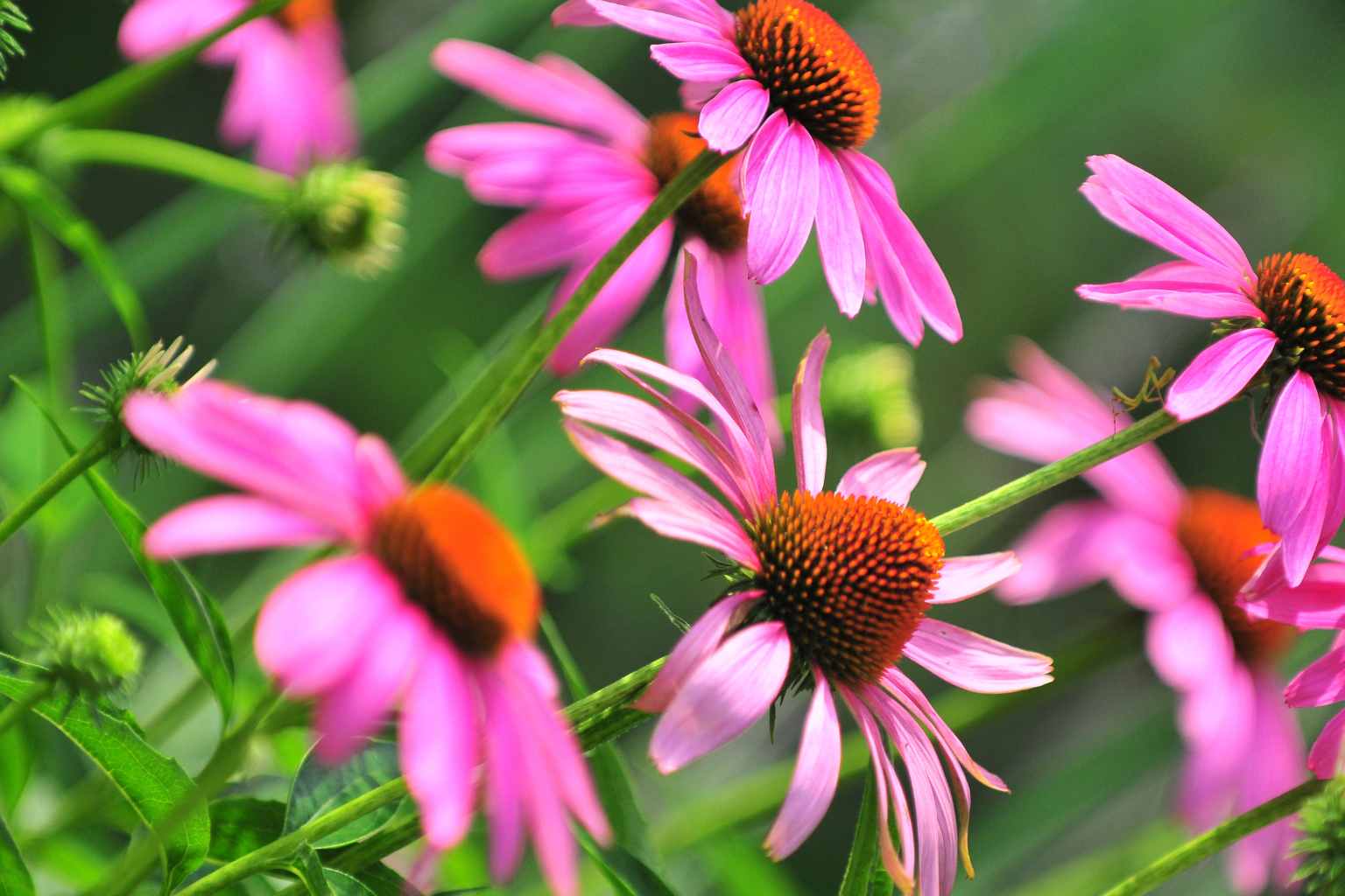 Echinacea: un alleato per il tuo sistema immunitario