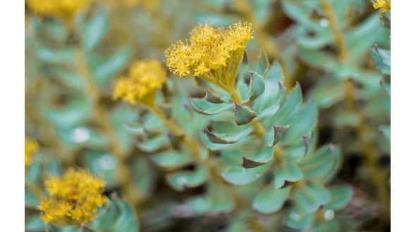 Rodiola ed Eleuterococco: la migliore risposta allo stress proviene dalla Natura.