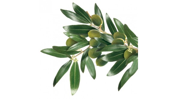 Ipertensione e Diabete: Olivo Foglie dalla Tradizione Mediterranea