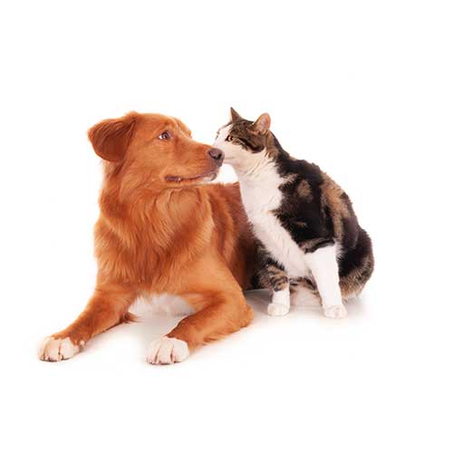 Antiparassitari-Disinfettanti