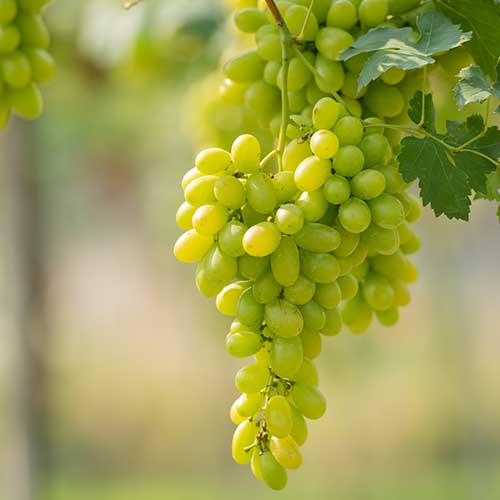 Prodotti-per-enologia